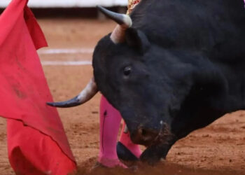 Publican decreto que prohíbe los corridas de toros con violencia en CDMX