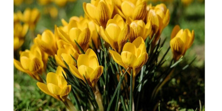 ¿Cómo cuidar las flores amarillas para que duren más tiempo?