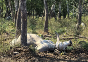 Tabasco padece muerte masiva de ganado