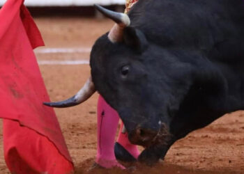 Es tiempo de revisar corridas de toros, Constitución prohíbe maltratar a animales: Sheinbaum