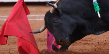 Es tiempo de revisar corridas de toros, Constitución prohíbe maltratar a animales: Sheinbaum