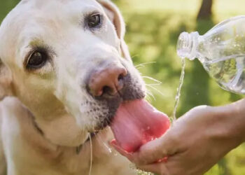 ¿Cómo saber si tu perro está deshidratado? Protégelo durante la temporada de calor