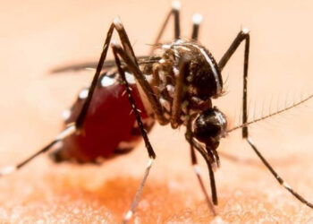 Confirman 3 muertes por picadura de mosquito del dengue, hay más de 2,000 casos en el país