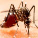 Confirman 3 muertes por picadura de mosquito del dengue, hay más de 2,000 casos en el país