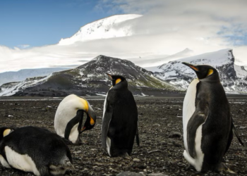 Trump impone aranceles a un archipiélago sin humanos pero sí con focas y pingüinos