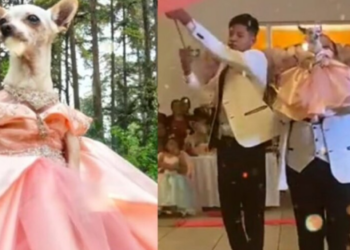 Perrita chihuahua en México se vuelve viral al celebrar sus XV años con todo y chambelanes