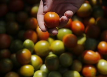 Cuotas a tomates mexicanos lo pagarán en EE.UU., no pueden sustituirnos: Berdegué