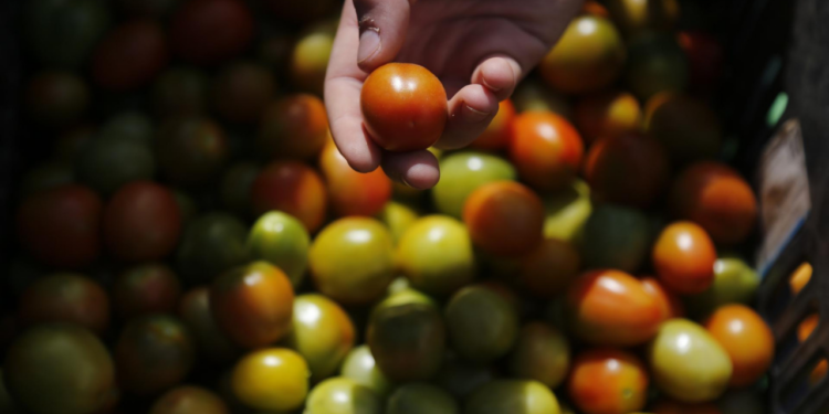 Cuotas a tomates mexicanos lo pagarán en EE.UU., no pueden sustituirnos: Berdegué