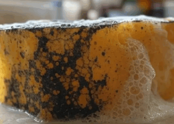 Esta es la alarmante cantidad de bacterias que tiene tu esponja de cocina
