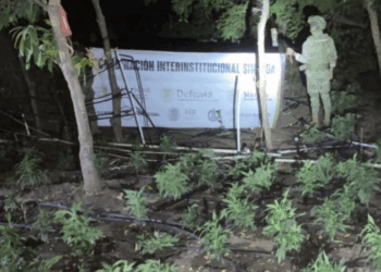 Marina erradica sembradío de marihuana en zona rural de Elota, Sinaloa