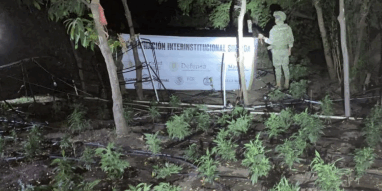 Marina erradica sembradío de marihuana en zona rural de Elota, Sinaloa