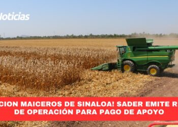 ¡Atención Maiceros de Sinaloa!, SADER Emite Reglas de Operación para Pago de apoyo