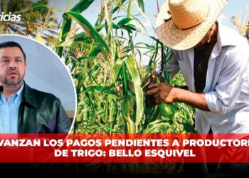 Avanzan los pagos pendientes a productores de trigo: Bello Esquivel
