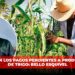Avanzan los pagos pendientes a productores de trigo: Bello Esquivel