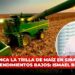 Arranca la trilla de maíz en Sinaloa con rendimientos bajos: Ismael Bello