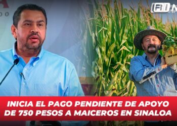 Inicia el pago pendiente de apoyo de 750 pesos a maiceros en Sinaloa: