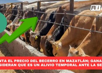 Aumenta el precio del becerro en Mazatlán; ganaderos consideran que es un alivio temporal ante la sequía