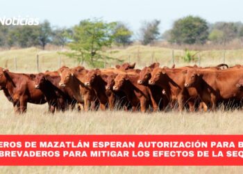 Ganaderos de Mazatlán esperan autorización para bordos y abrevaderos para mitigar los efectos de la sequía
