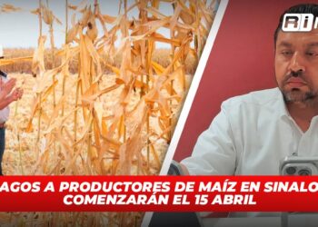 Pagos a productores de maíz en Sinaloa comenzarán el 15 abril