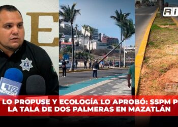 Yo lo propuse y Ecología lo aprobó: SSPM por la tala de dos palmeras en Mazatlán