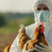 Influenza aviar, mal que nos dio tregua 29 años