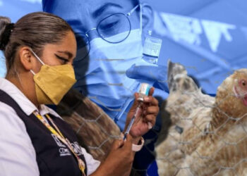 Gripe aviar H5N1 en México, ¿cuáles son los síntomas de la influenza aviar y cómo prevenirla?