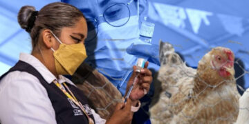 Gripe aviar H5N1 en México, ¿cuáles son los síntomas de la influenza aviar y cómo prevenirla?