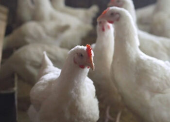 Salud detecta primer caso humano en México de influenza aviar A(H5N1)