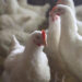 Salud detecta primer caso humano en México de influenza aviar A(H5N1)