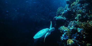 Informe pide priorizar la protección del océano y apostar por pausar la minería