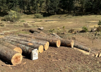 Entran en vigor penas contra la tala de árboles en Edomex; prevén sanciones económicas de casi 340 mil pesos