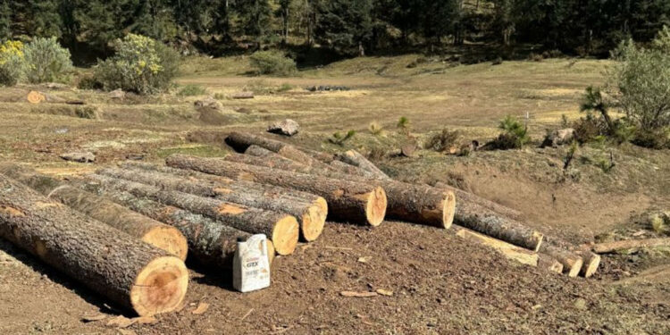 Entran en vigor penas contra la tala de árboles en Edomex; prevén sanciones económicas de casi 340 mil pesos