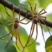 Araña violinista: ¿cuál es más peligrosa, la hembra o el macho, y cómo diferenciarlos?