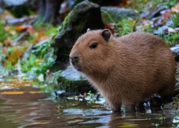 ¿De cuánto es la multa por tener una capibara como mascota? En este lugar está prohibido