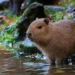 ¿De cuánto es la multa por tener una capibara como mascota? En este lugar está prohibido
