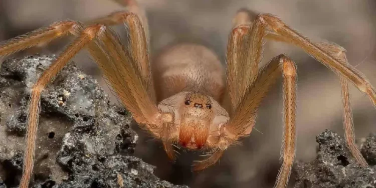 ¡Alerta en México! Más casos de picadura de araña violinista en 2025