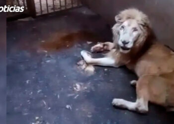 Se le muere a Profepa un león blanco en el Zoológico de Culiacán