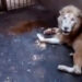 Se le muere a Profepa un león blanco en el Zoológico de Culiacán