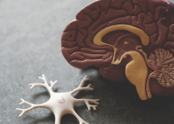 Descubren nanoterapia con azúcar de plantas contra las enfermedades neurodegenerativas