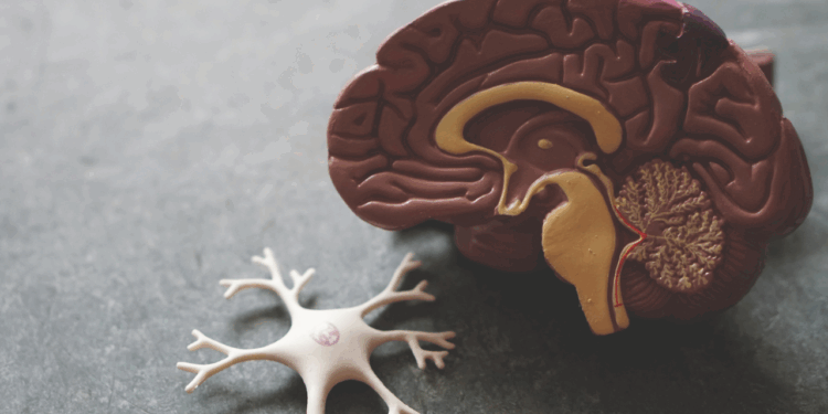 Descubren nanoterapia con azúcar de plantas contra las enfermedades neurodegenerativas