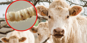 Descartan el cierre de frontera sur para frenar plaga de gusano barrenador