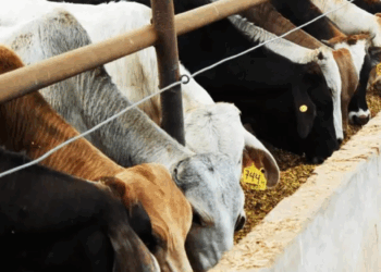 Caen 52.3% exportaciones de ganado mexicano; pérdidas son de 11.4 mdd al día