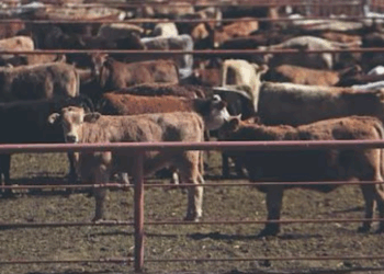 México gasta 165 mdp para erradicar el gusano barrenador; presenta plan a EU para reabrir fronteras a la exportación