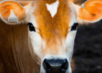 Sheinbaum califica de “Injusta” la decisión de EE.UU. de cerrar la frontera al ganado mexicano