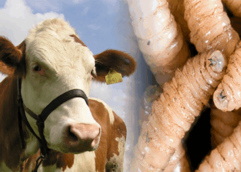 México hace todo lo “Posible” para combatir al gusano barrenador: Berdegué