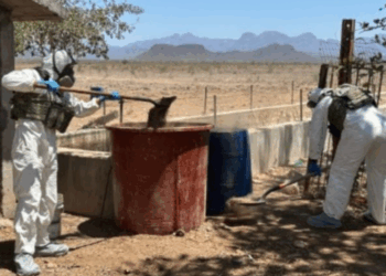 Desmantelan narcolaboratorios en Cosalá; golpe de 41 millones de pesos para organizaciones delictivas