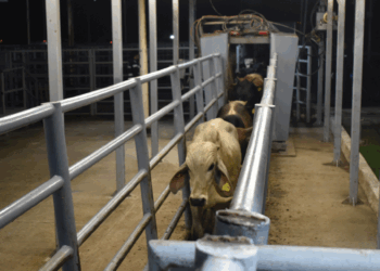 Ganaderos piden sellar la frontera sur ante el gusano barrenador