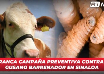 Arranca campaña preventiva contra el gusano barrenador en Sinaloa
