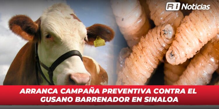Arranca campaña preventiva contra el gusano barrenador en Sinaloa