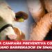 Arranca campaña preventiva contra el gusano barrenador en Sinaloa